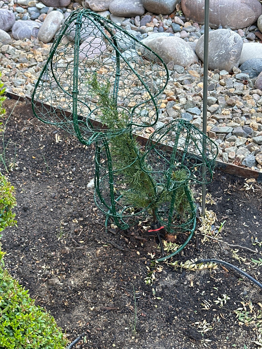 Customer photo review of Dwarf Italian Cypress, Mediterranean Cypress