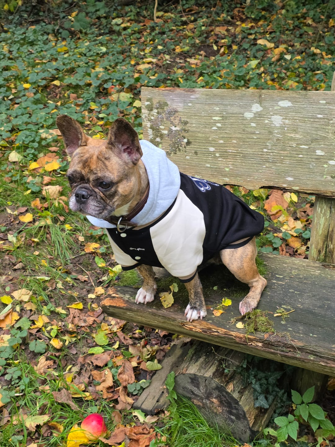 Customer photo review of Dog Varsity Jackets