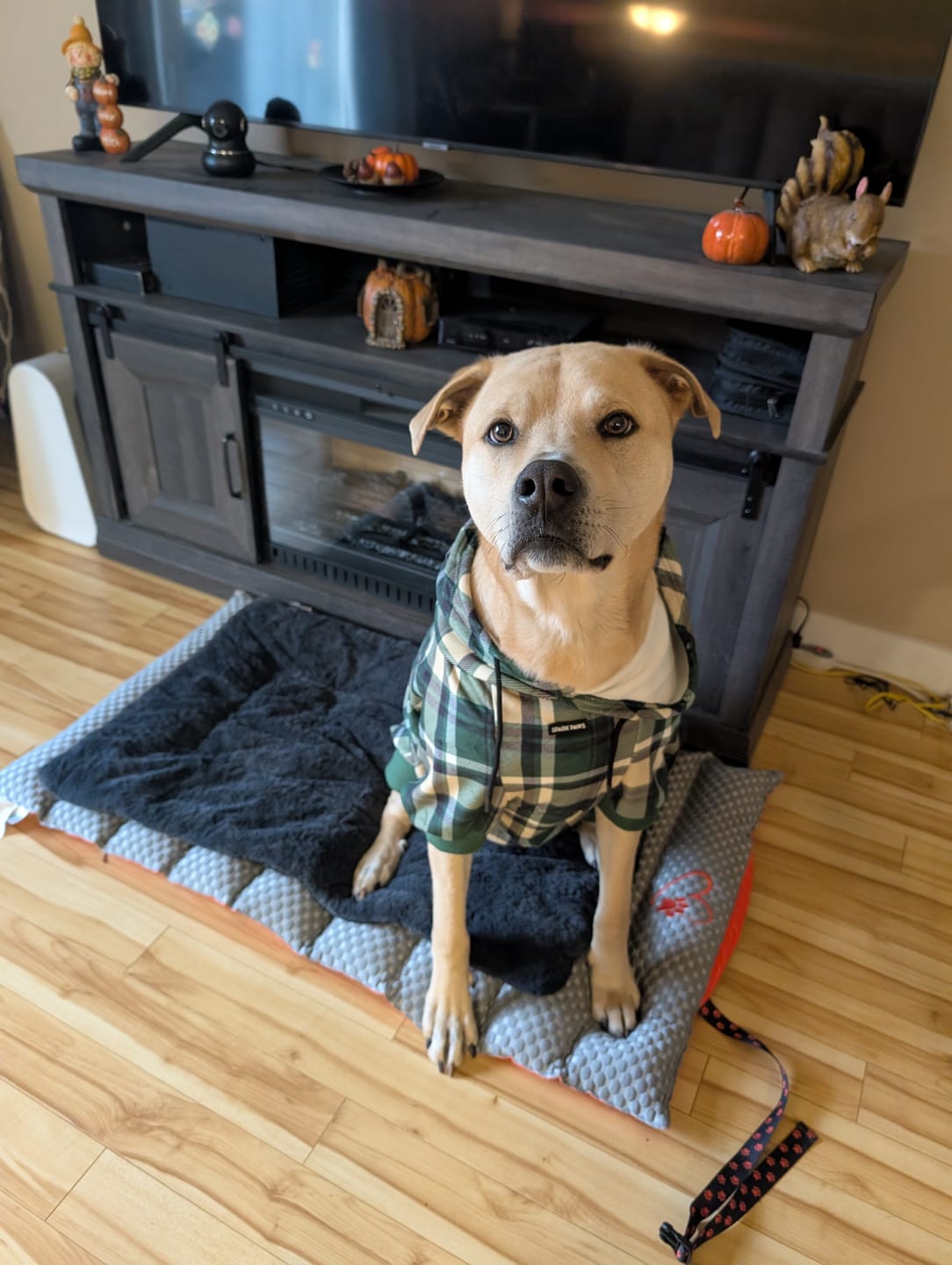 Customer photo review of Green Plaid Dog Hoodie