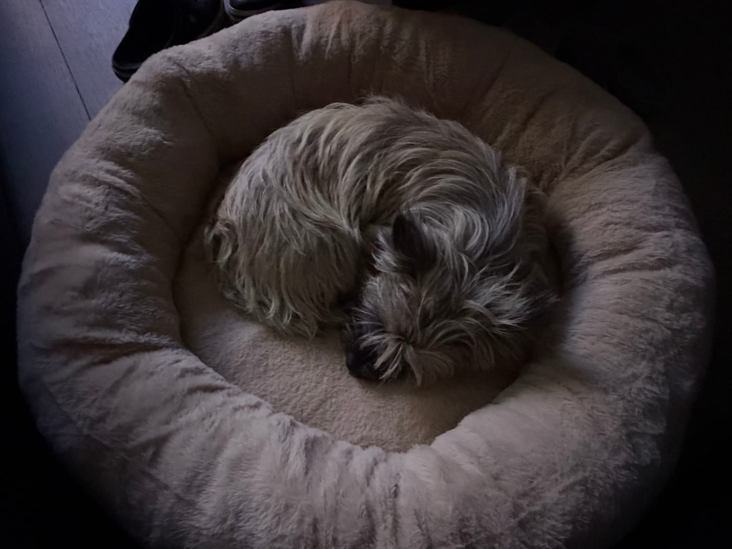 Customer photo review of Pet Perfect Hoes (ENKEL HOES) voor Orthopedische Donutmand - ZONDER VULLING