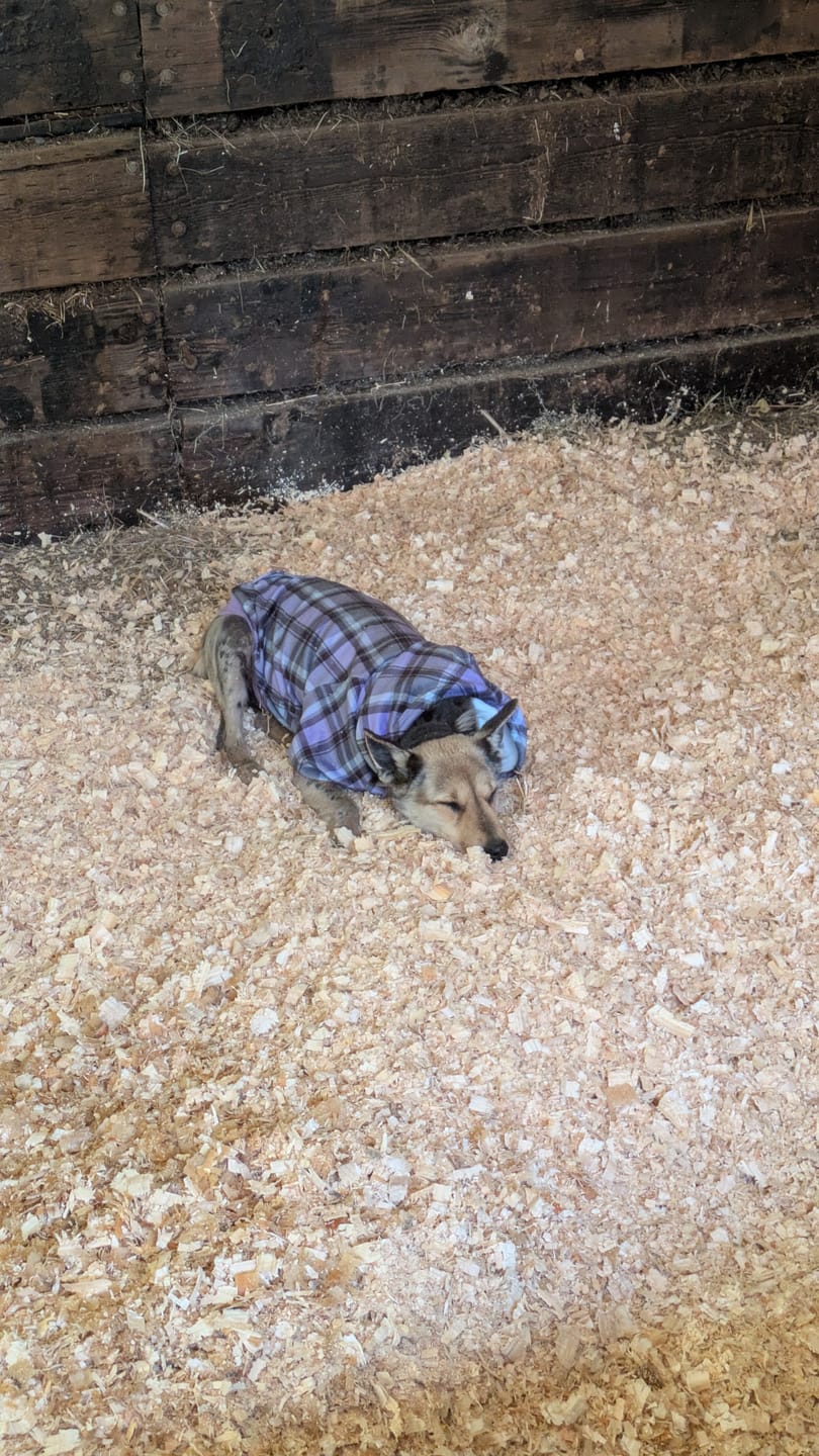 Customer photo review of Plaid Dog Hoodies
