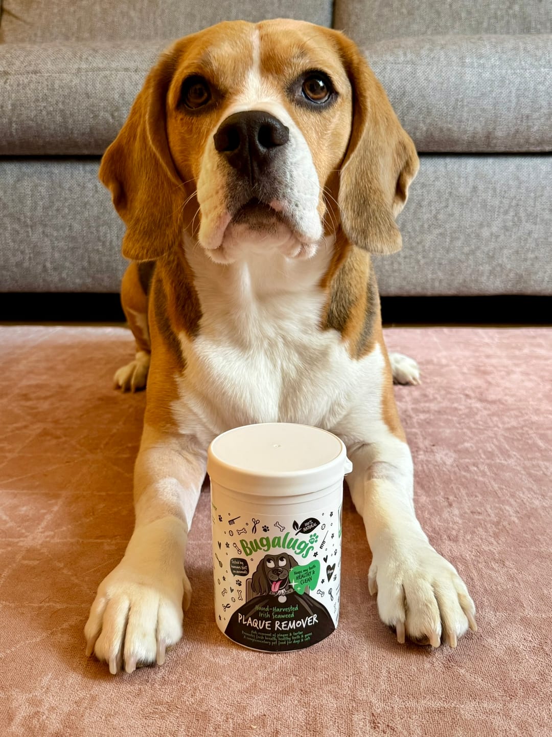 Customer photo review of 100% Natural Plaque Remover for Dogs & Cats (70g)