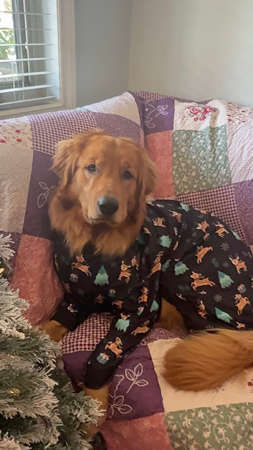 Customer photo review of Dog Christmas Pajama - Reindeers