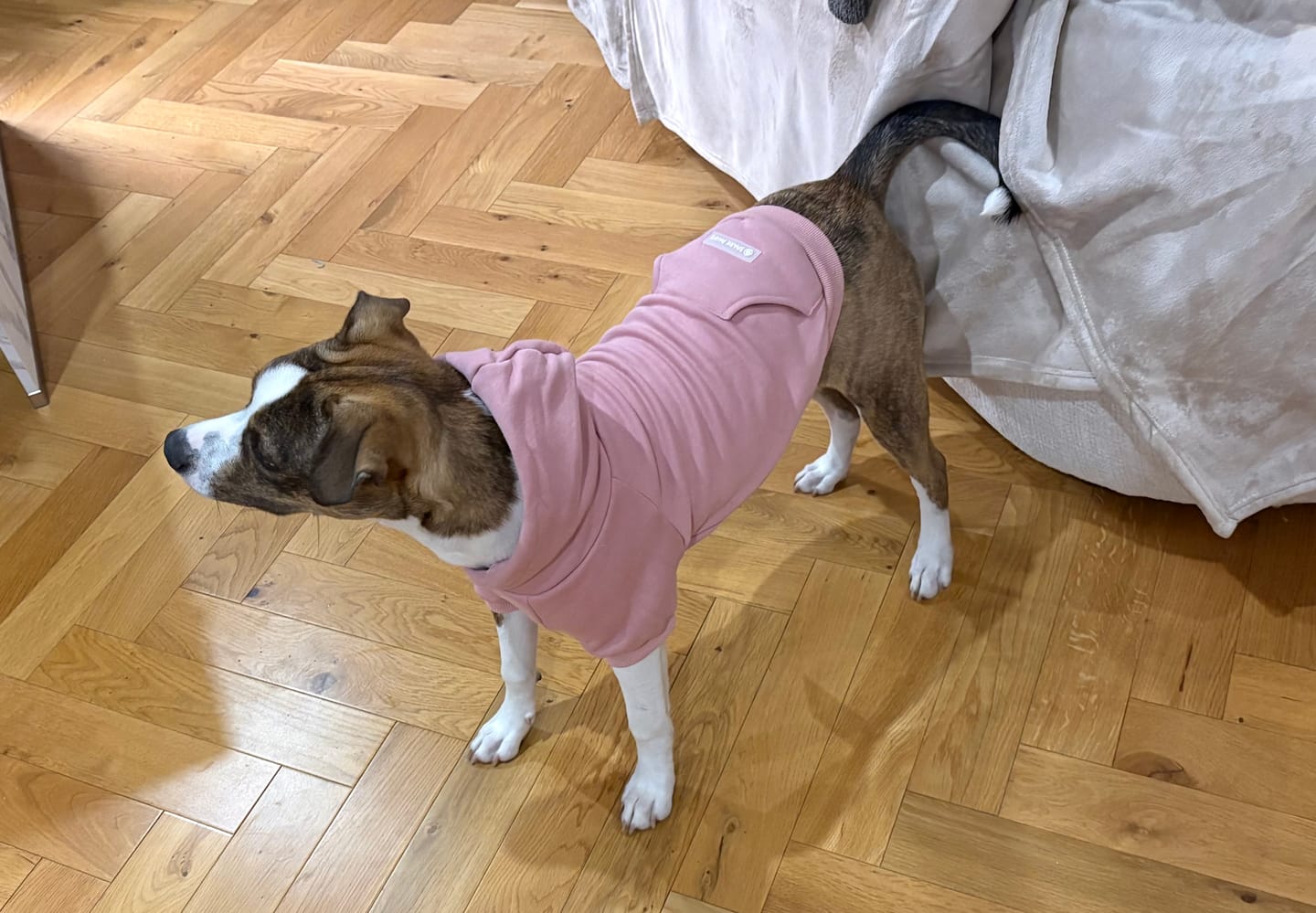 Customer photo review of Essential Dog Hoodie - Dusty Pink