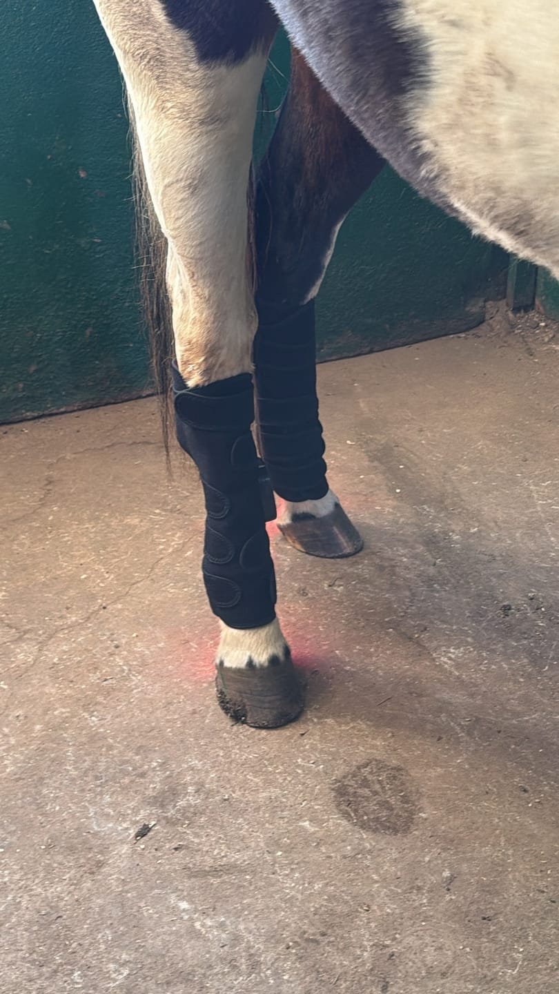 Customer photo review of EquiThera K2 — Så senan får rätt stöd att läka på djupet