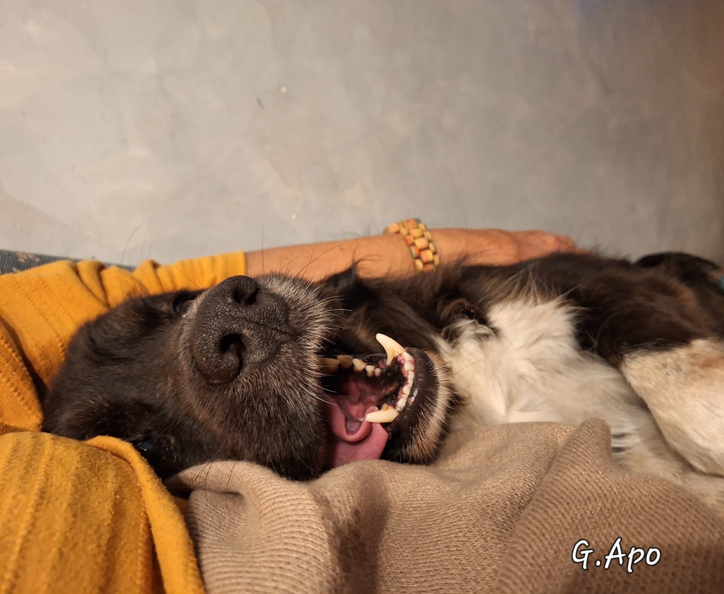 Customer photo review of Wurmtest Plus Hund