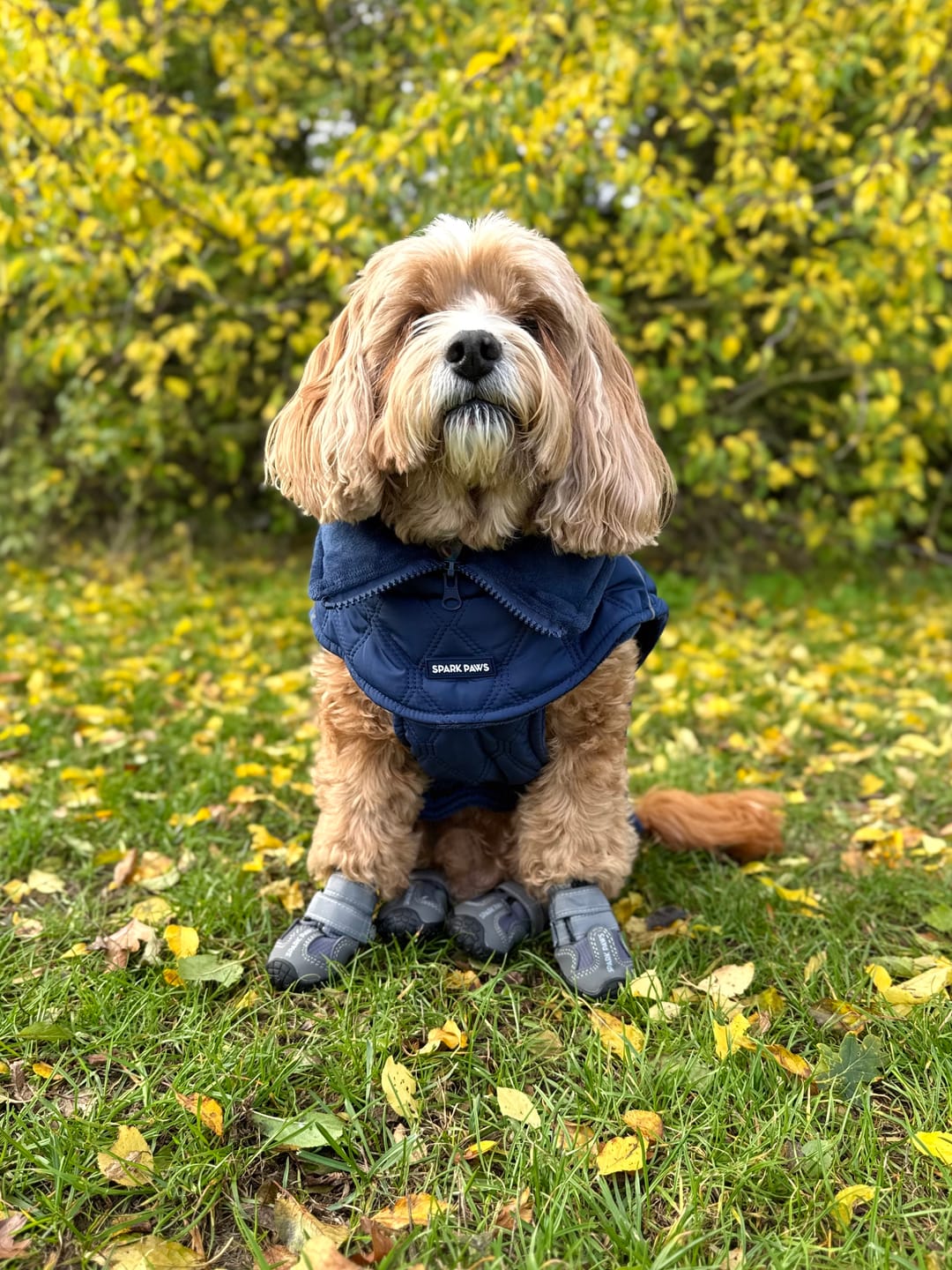 Customer photo review of 365 All-Season Dog Shoe 4PC Set - Grey