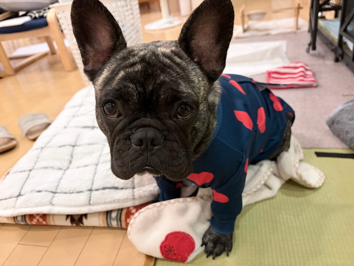 Customer photo review of Dog Surgical Suit