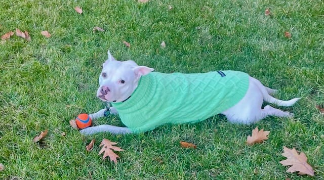 Customer photo review of Cable Knit Dog Sweater - Mint Green