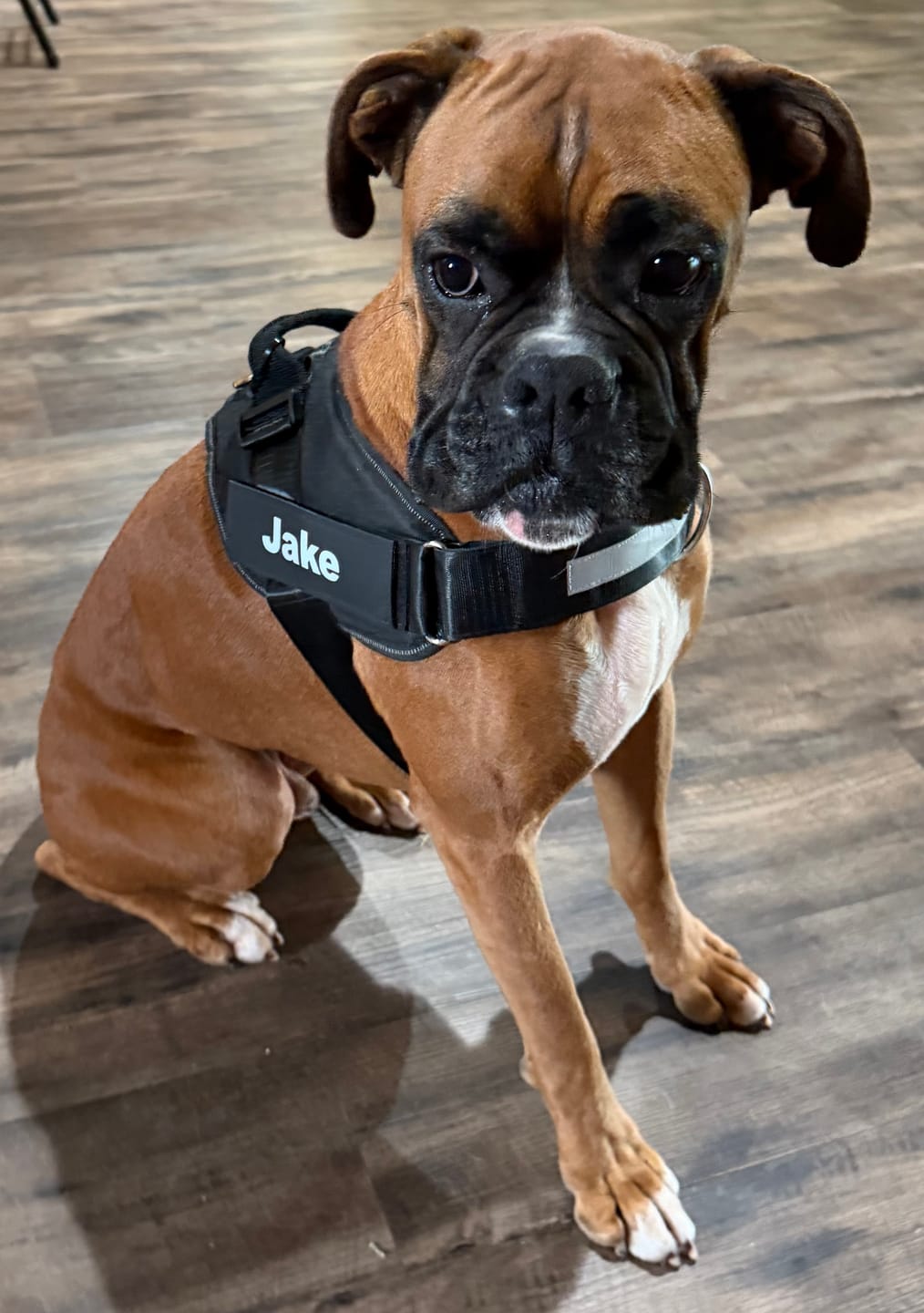 Customer photo review of Dogshood ™ No Pull Harness