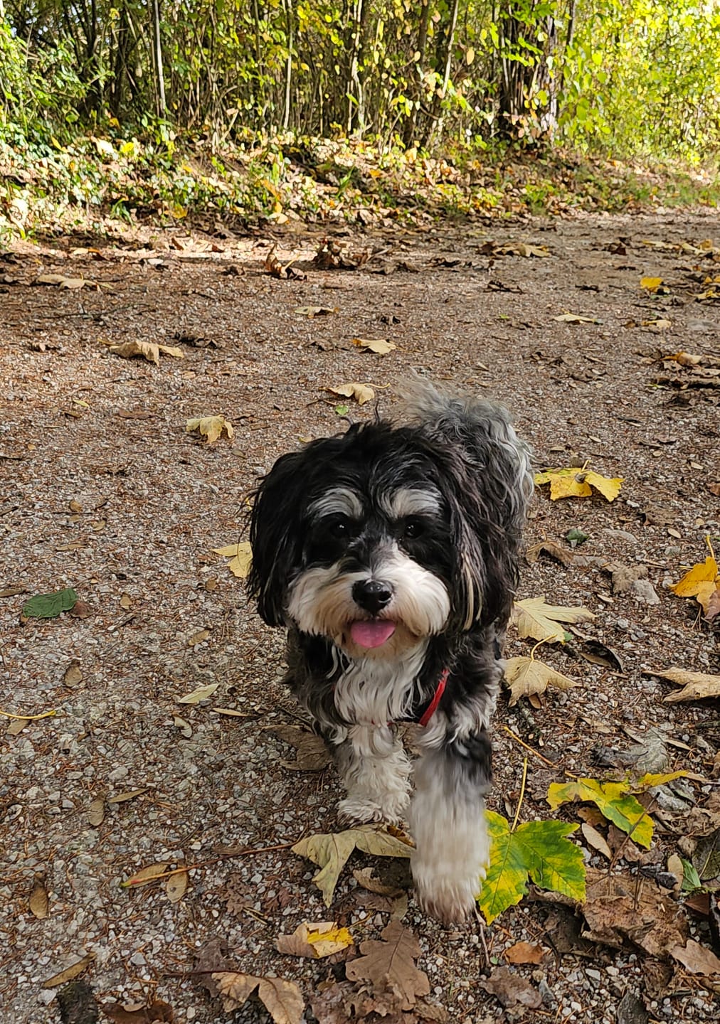 Customer photo review of Wurmtest Pro Hund