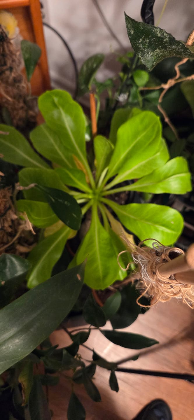 Customer photo review of Brighamia insignis