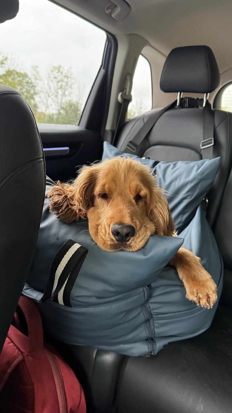Customer photo review of Dog Dock V2 New & Improved ISO Fix