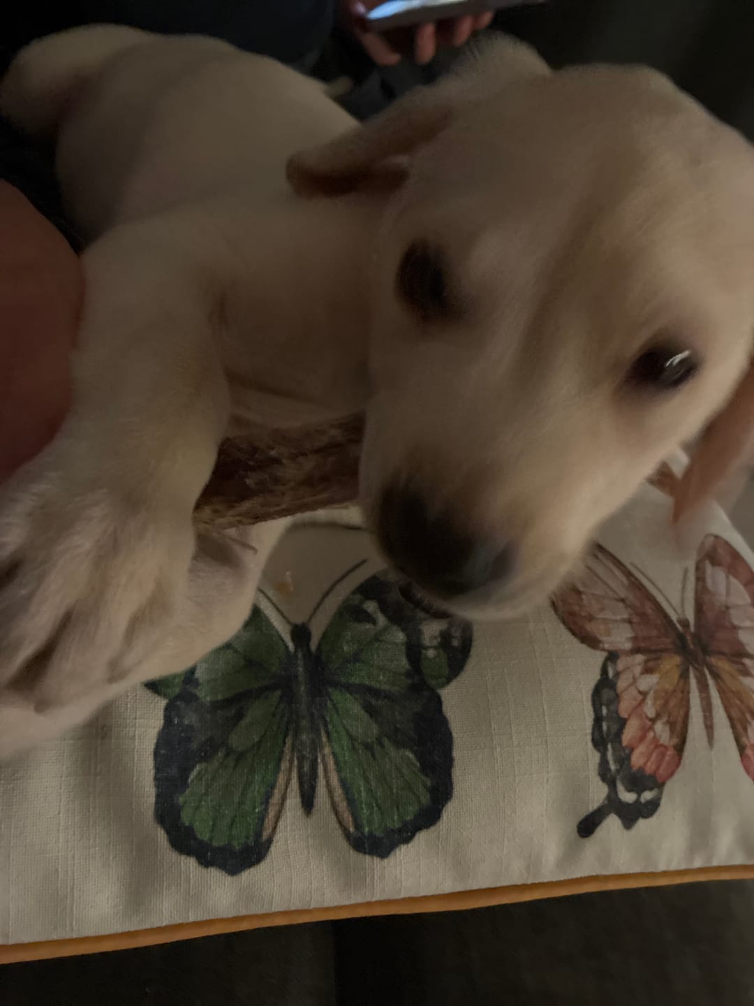 Customer photo review of Beef Pizzle (10pk)
