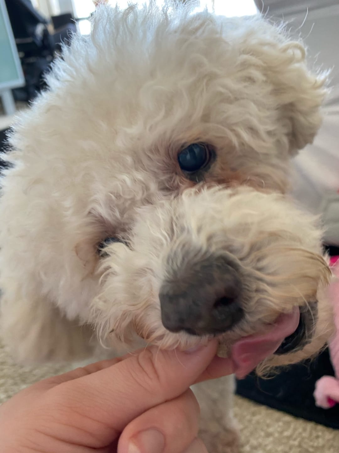 Customer photo review of Lamb Freeze Dried Dog Food