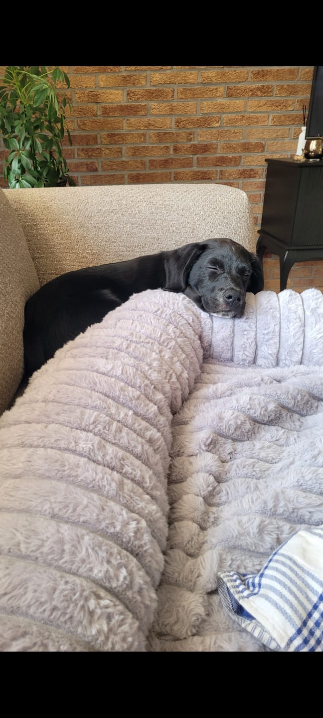 Customer photo review of Pet Perfect Luxe Bankbeschermer