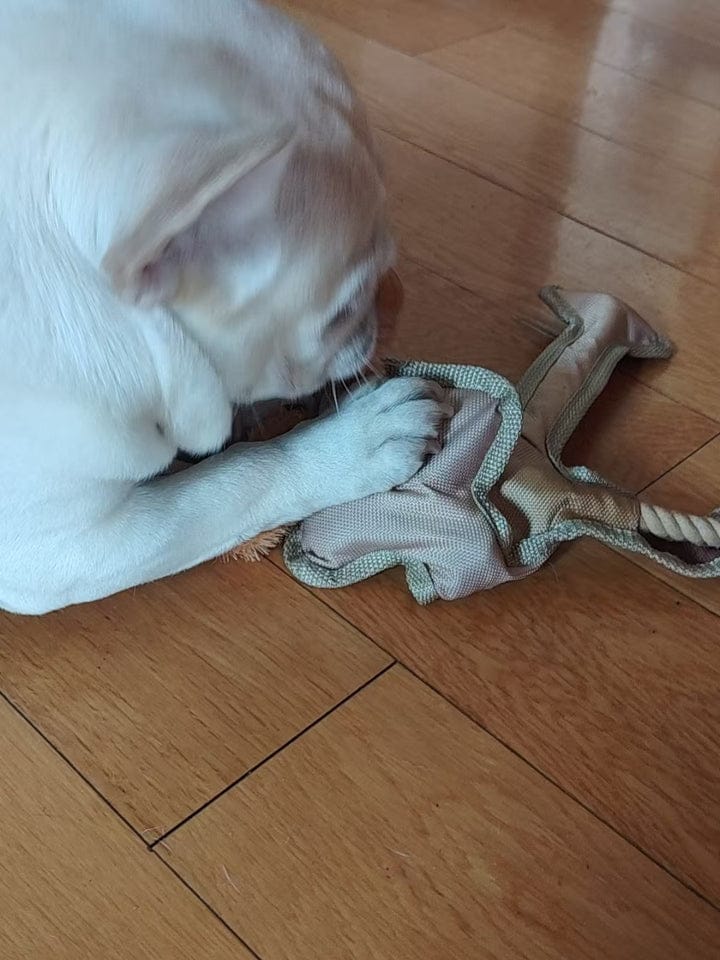 Customer photo review of Human Dog