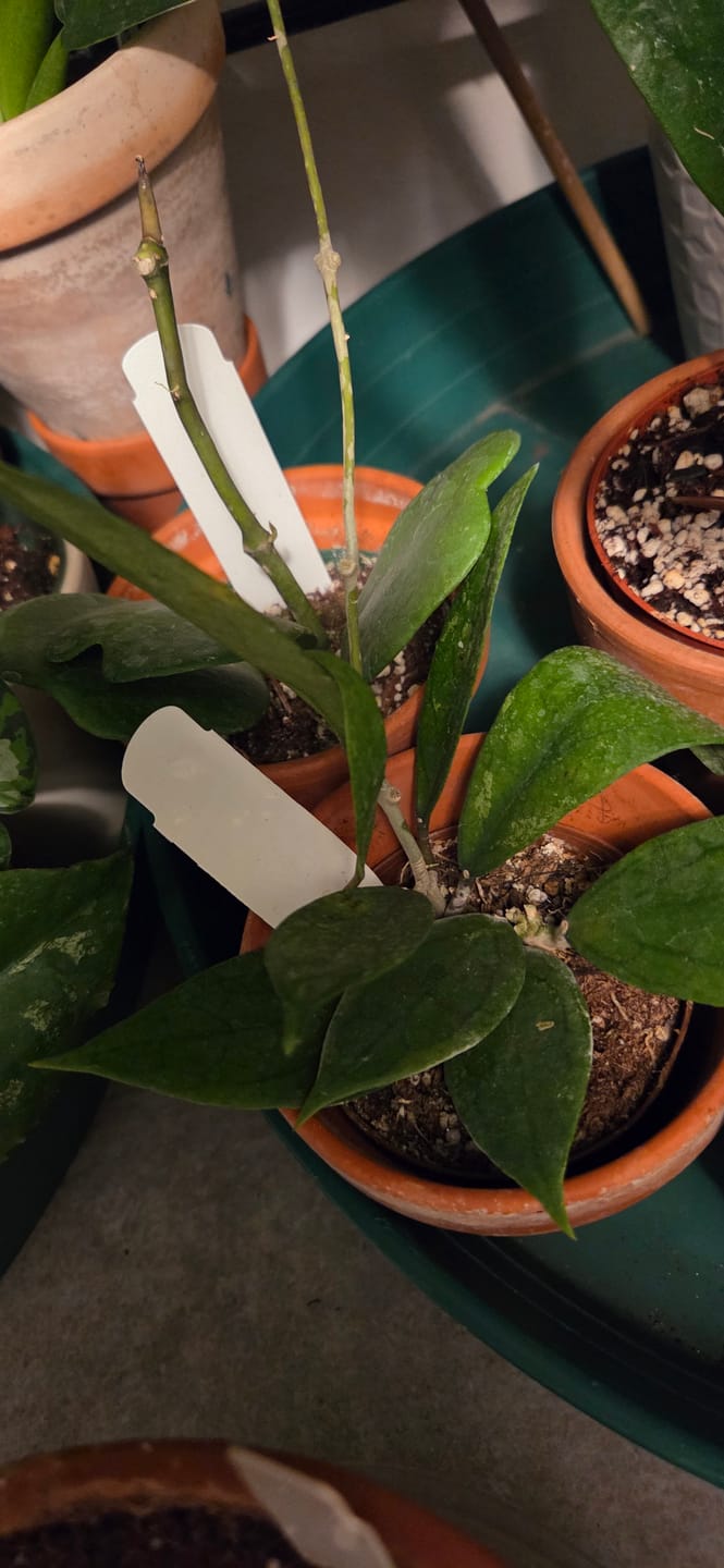 Customer photo review of Hoya vitellinoides