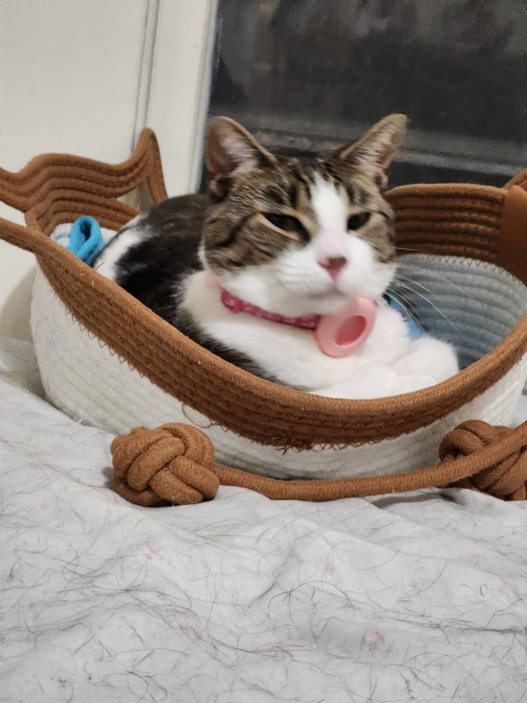 Customer photo review of Instinct Basket | Meet the first research-backed natural territory for indoor cats