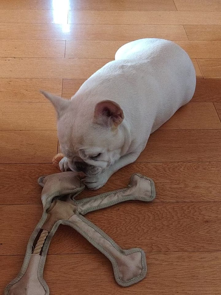 Customer photo review of Human Dog