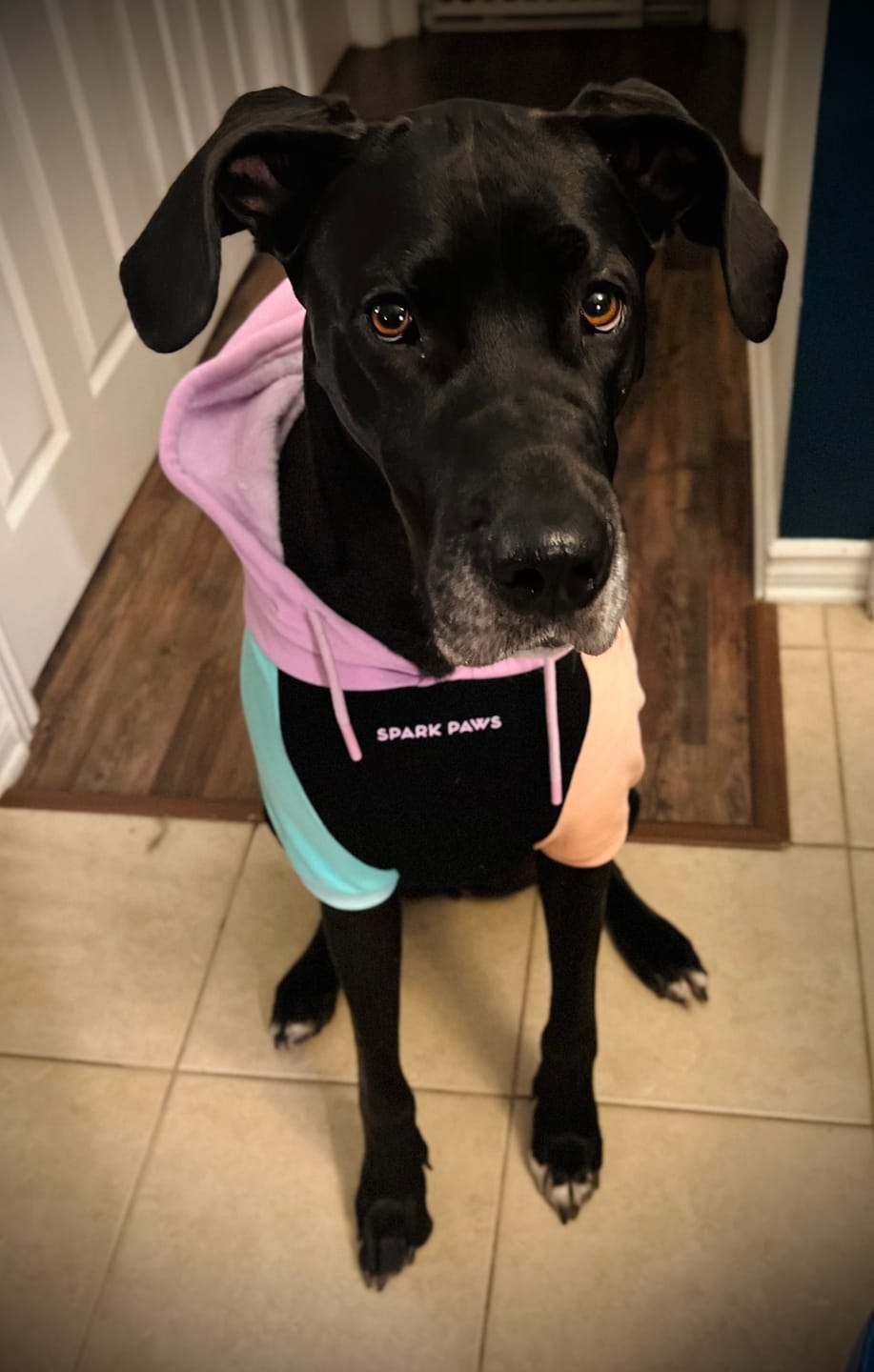 Customer photo review of Color Block Dog Hoodies