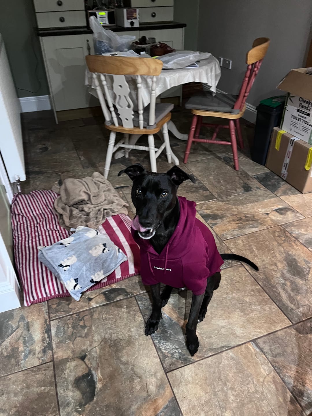 Customer photo review of Essential Dog Hoodie - Burgundy