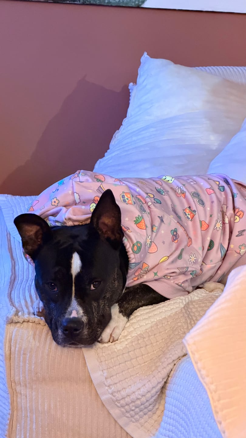 Customer photo review of Good Vibes Dog Hoodie - Purple