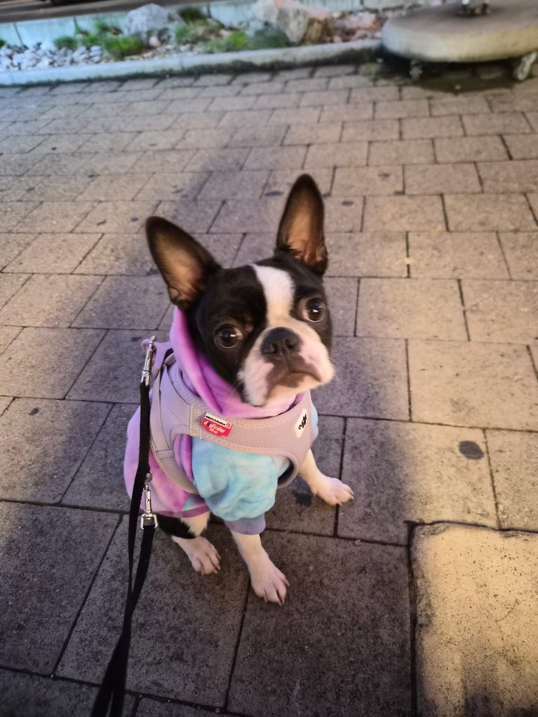 Customer photo review of Velvet Dog Hoodies