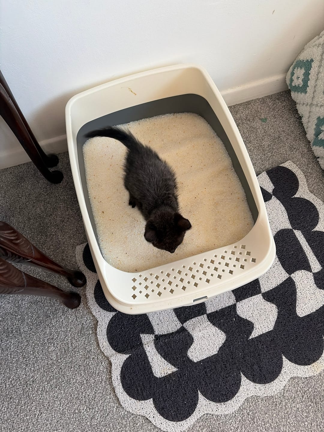 Customer photo review of Fit Litter