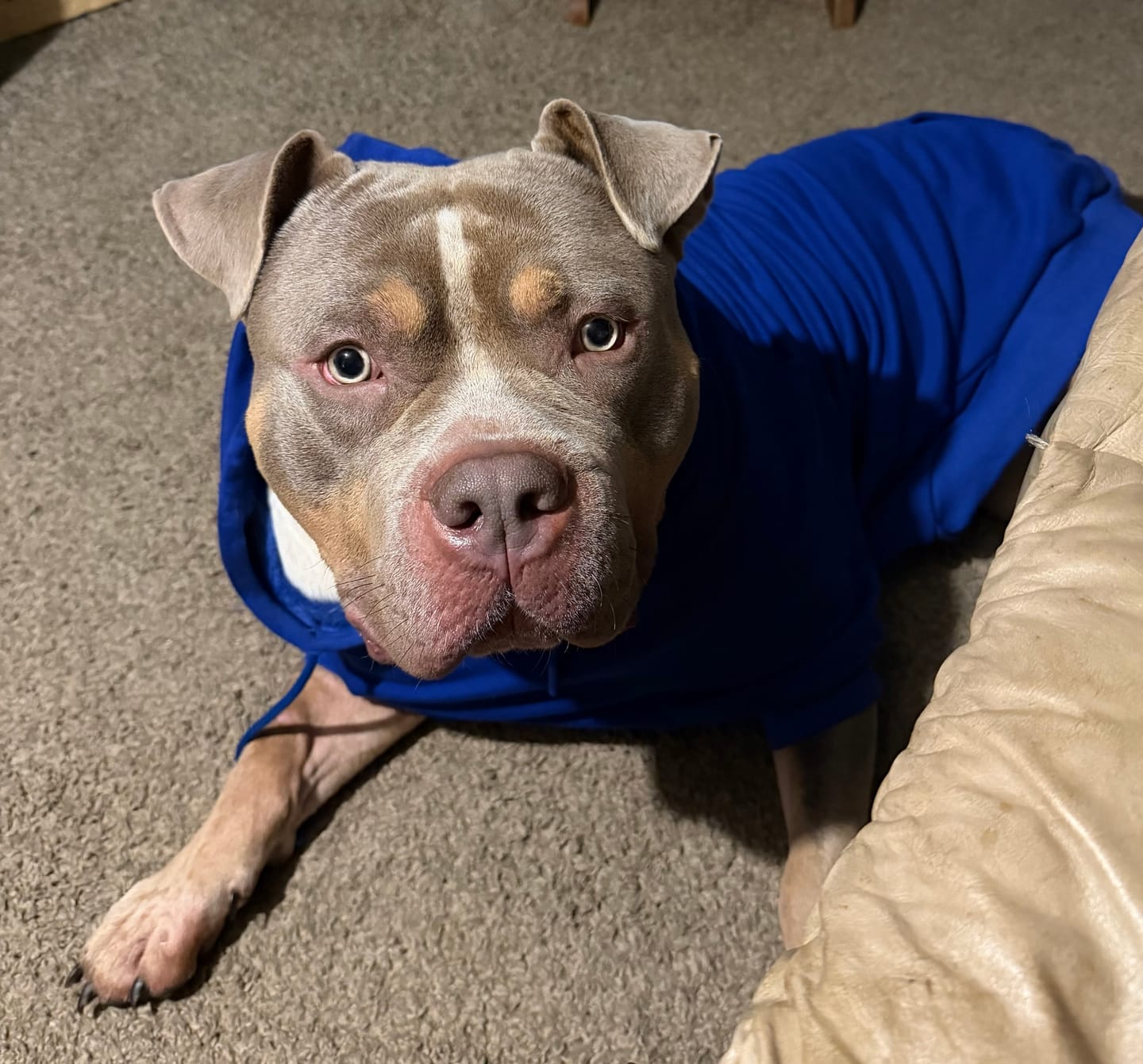 Customer photo review of Essential Dog Hoodie - Midnight Blue