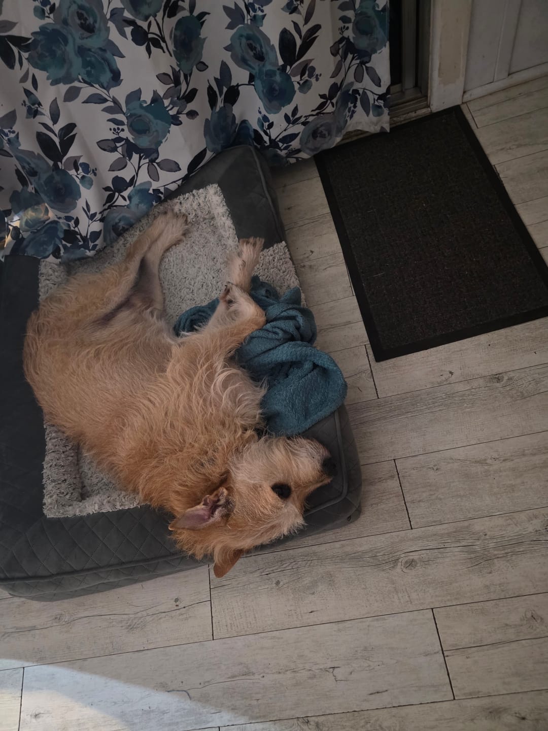 Customer photo review of Orthopedic Memory Foam Dog Bed