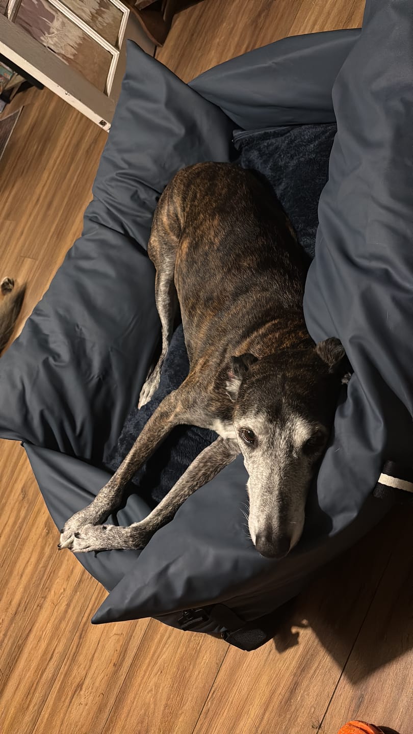 Customer photo review of Dog Dock V2 New & Improved ISO Fix