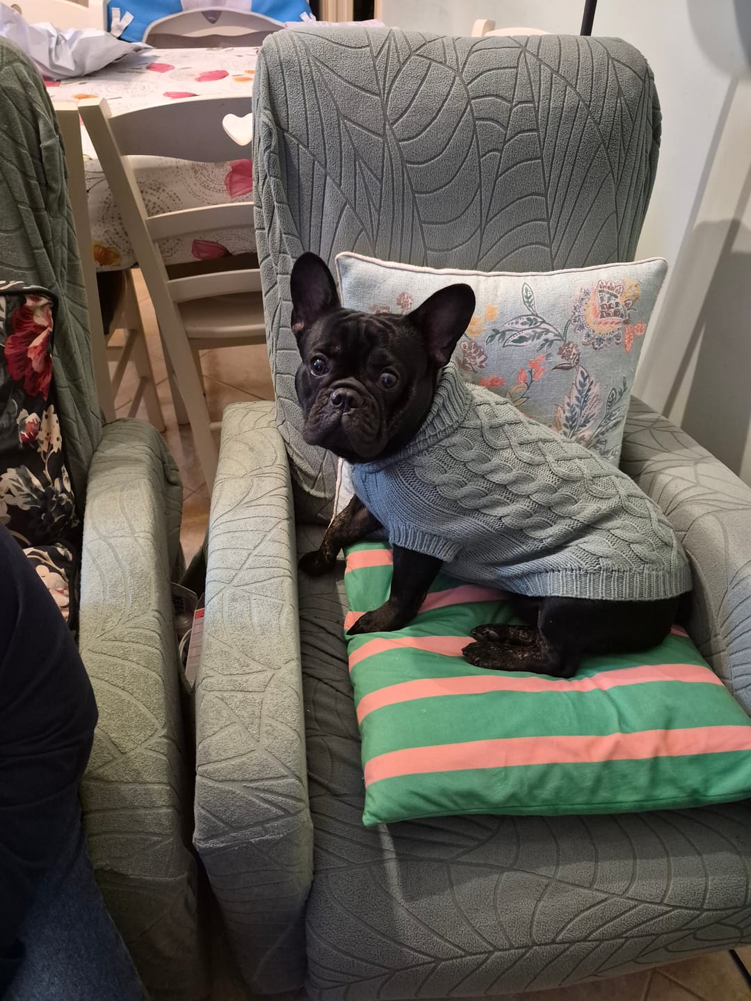 Customer photo review of Cable Knit Dog Sweaters