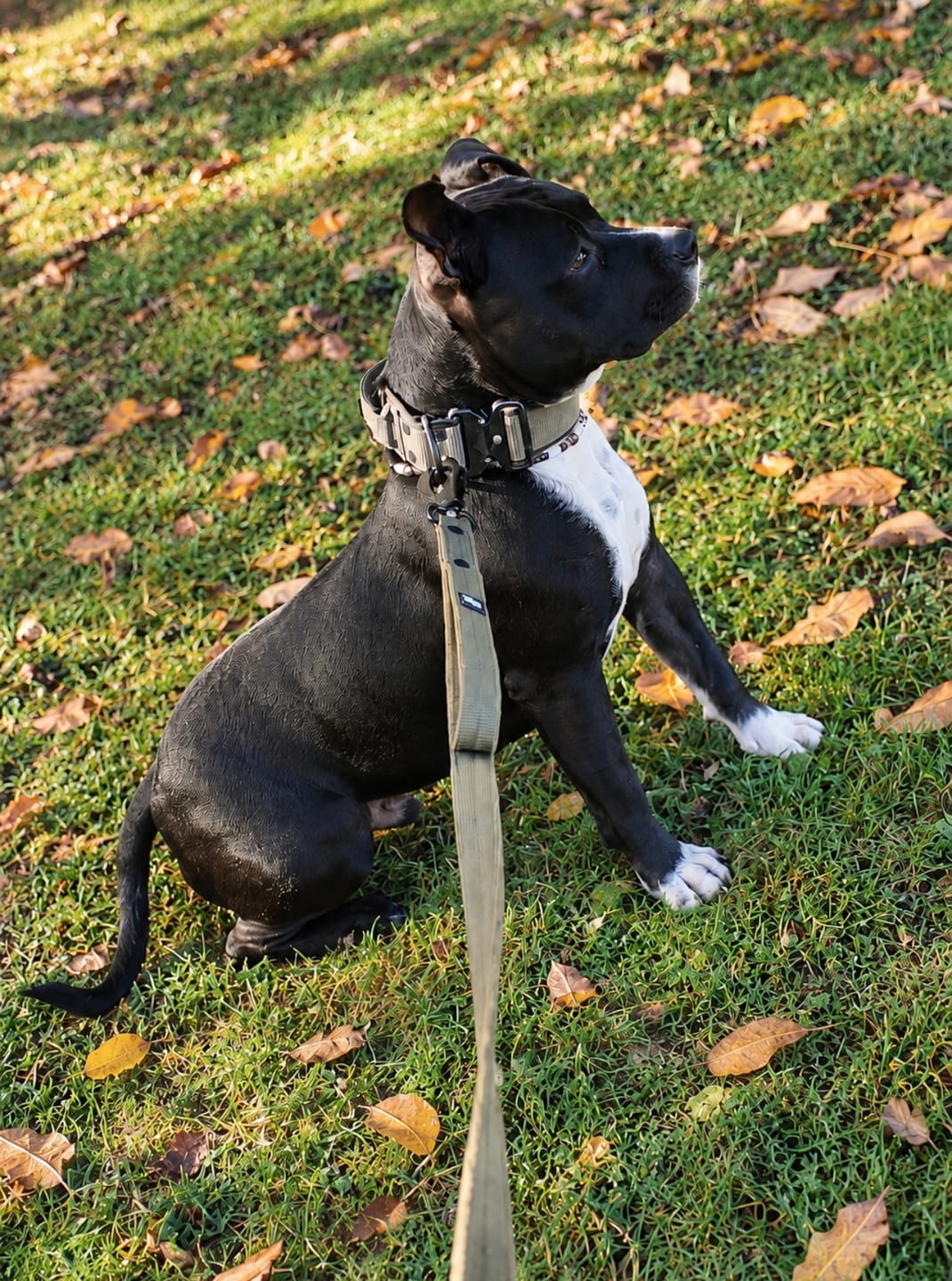 Customer photo review of Guard Leash Black Edition Khaki