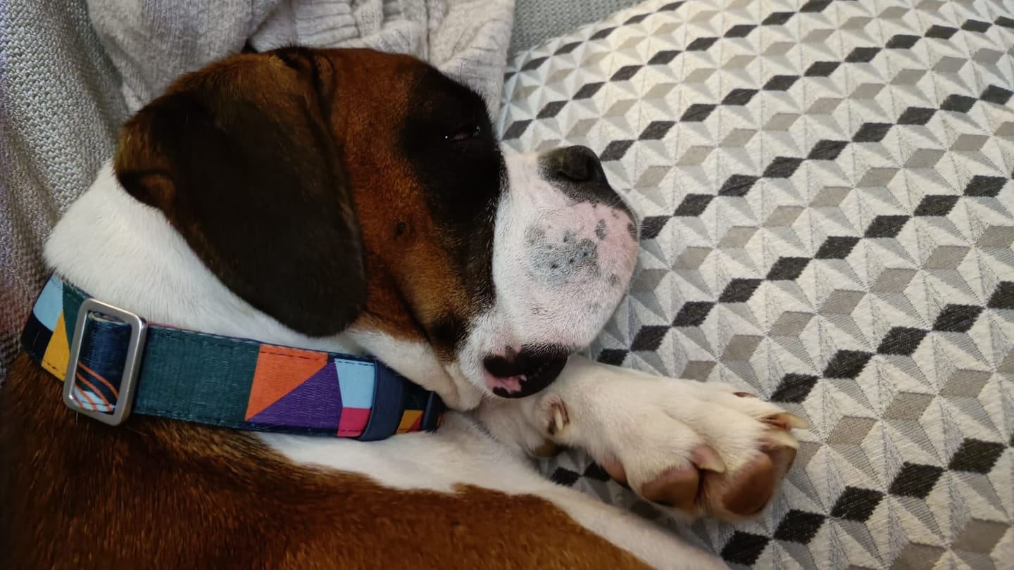 Customer photo review of Comfort Collar