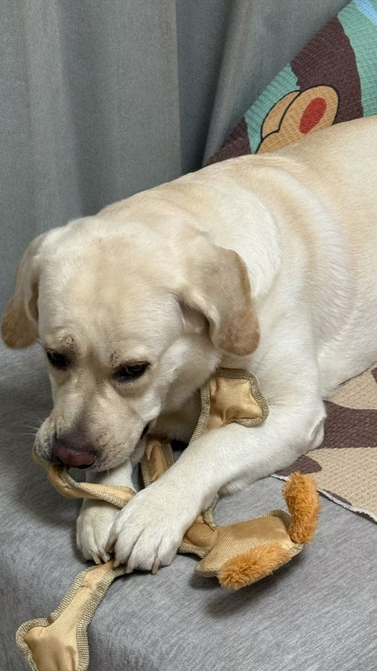 Customer photo review of Human Dog