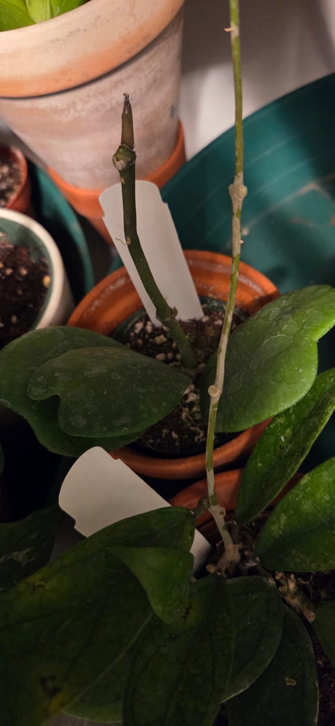 Customer photo review of Hoya kerrii