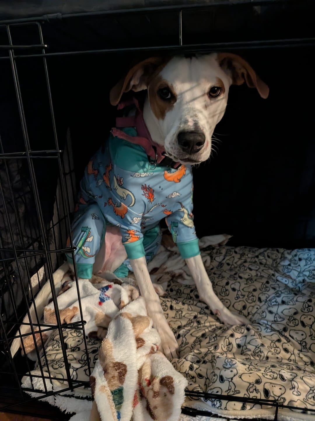 Customer photo review of Dog Pajama - Dragons