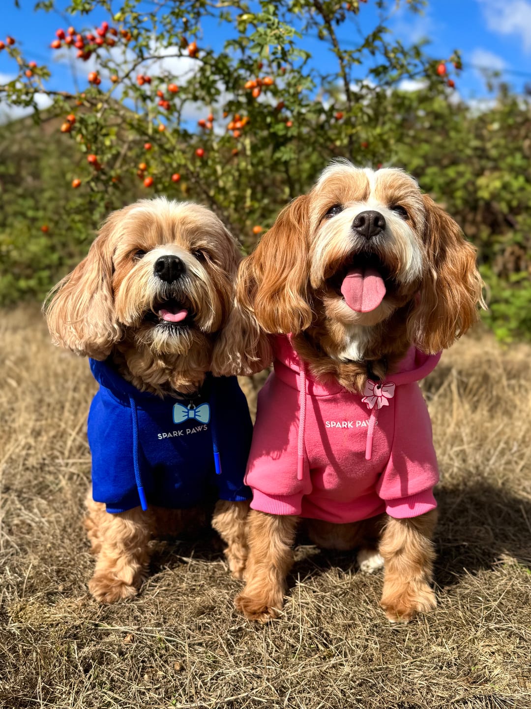 Customer photo review of Essential Dog Hoodie - Blush Pink