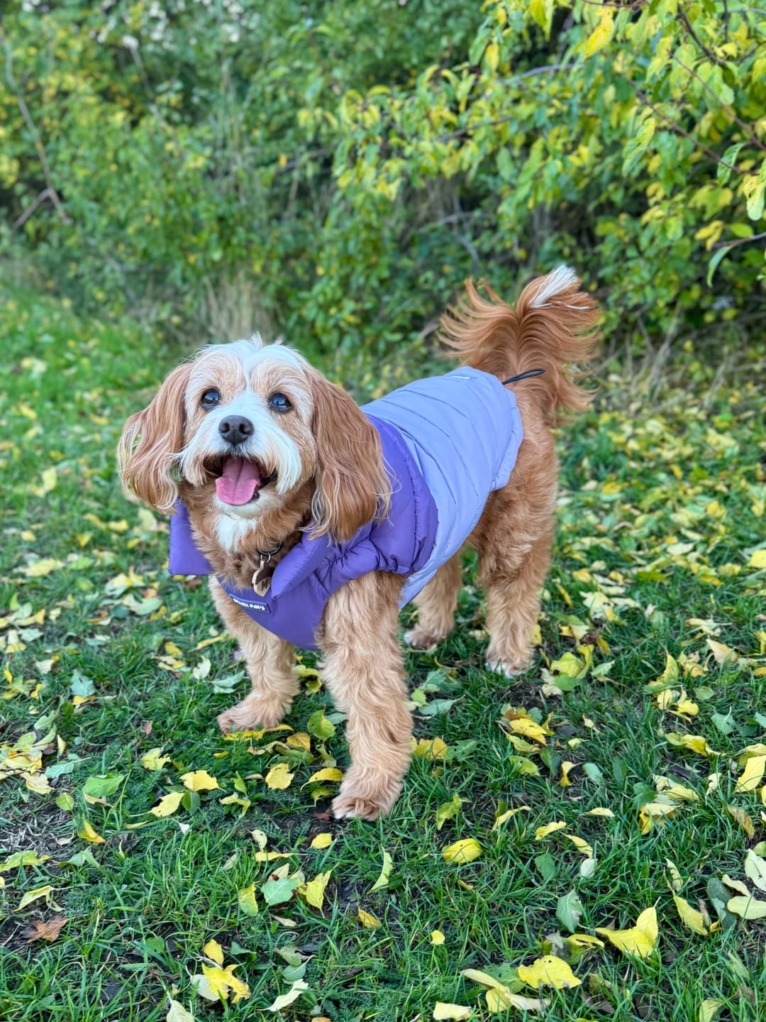 Customer photo review of PuffShield Winter Jacket - Purple (2)