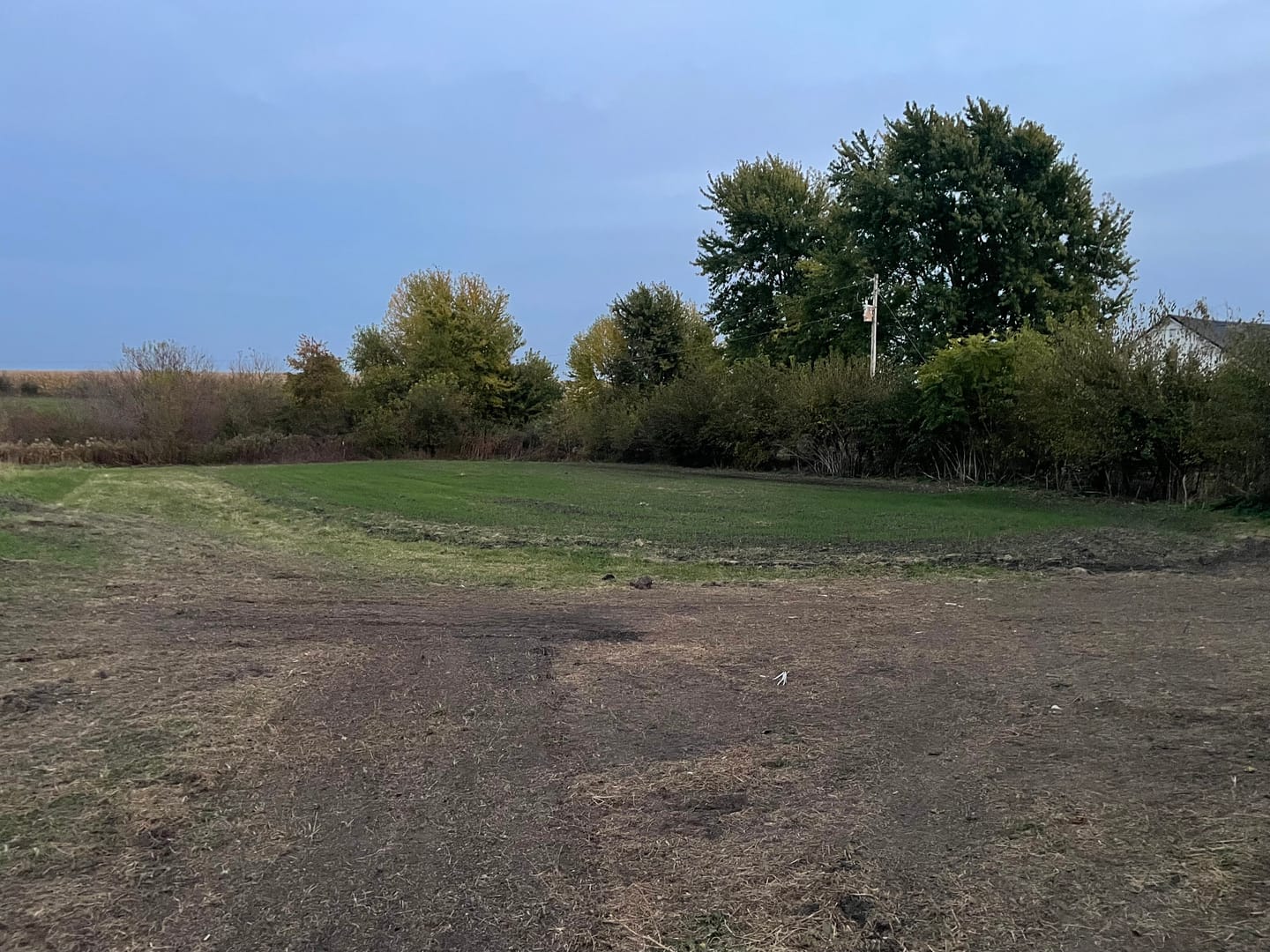 Customer photo review of Winter Wheat Food Plot Seed