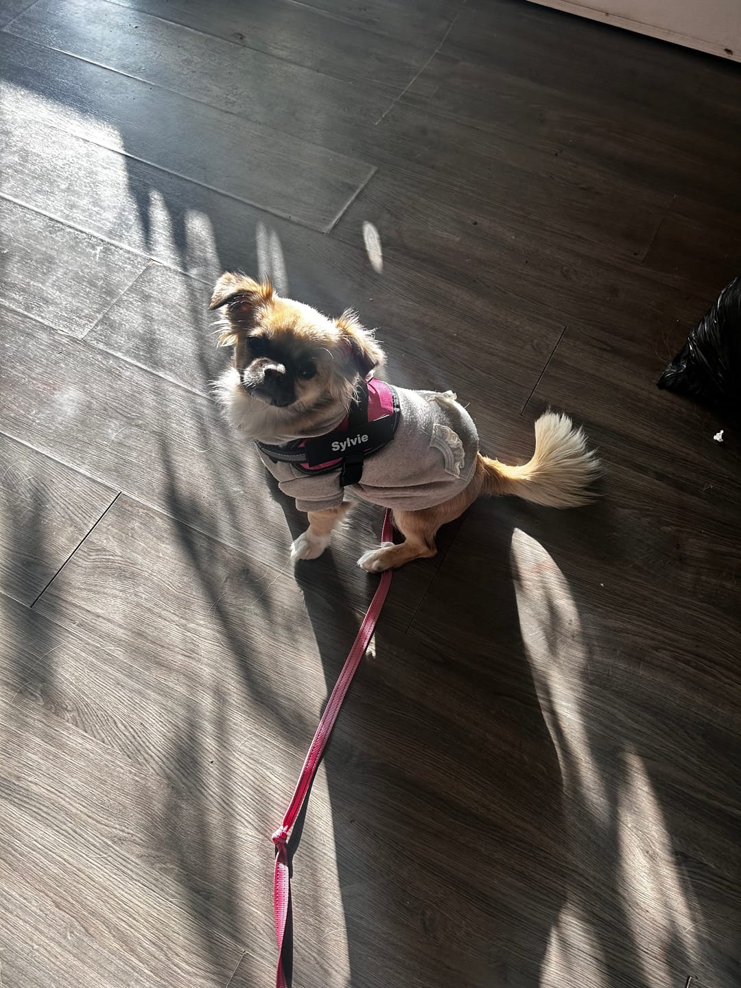 Customer photo review of Dogshood ™ No Pull Harness