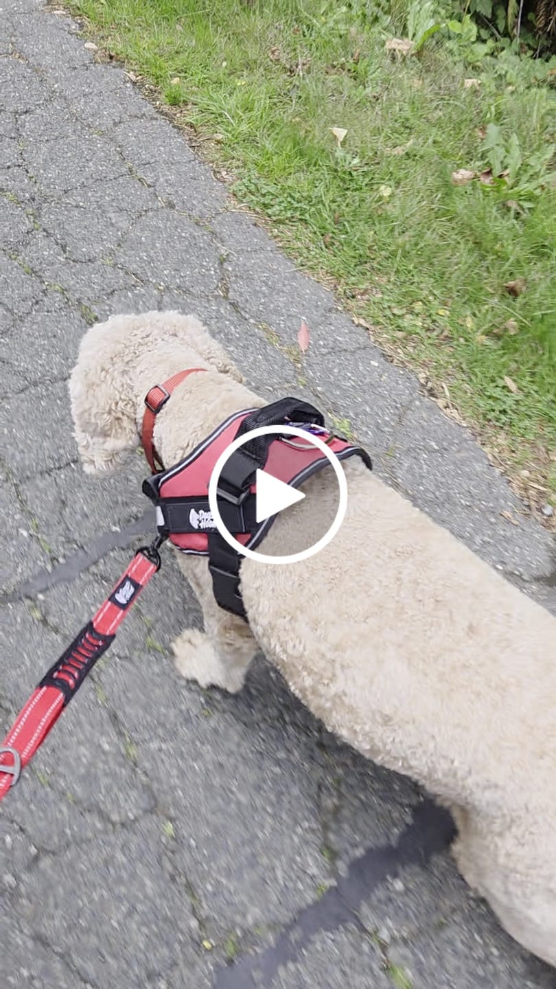 Customer video review of Dogshood ™ No Pull Harness