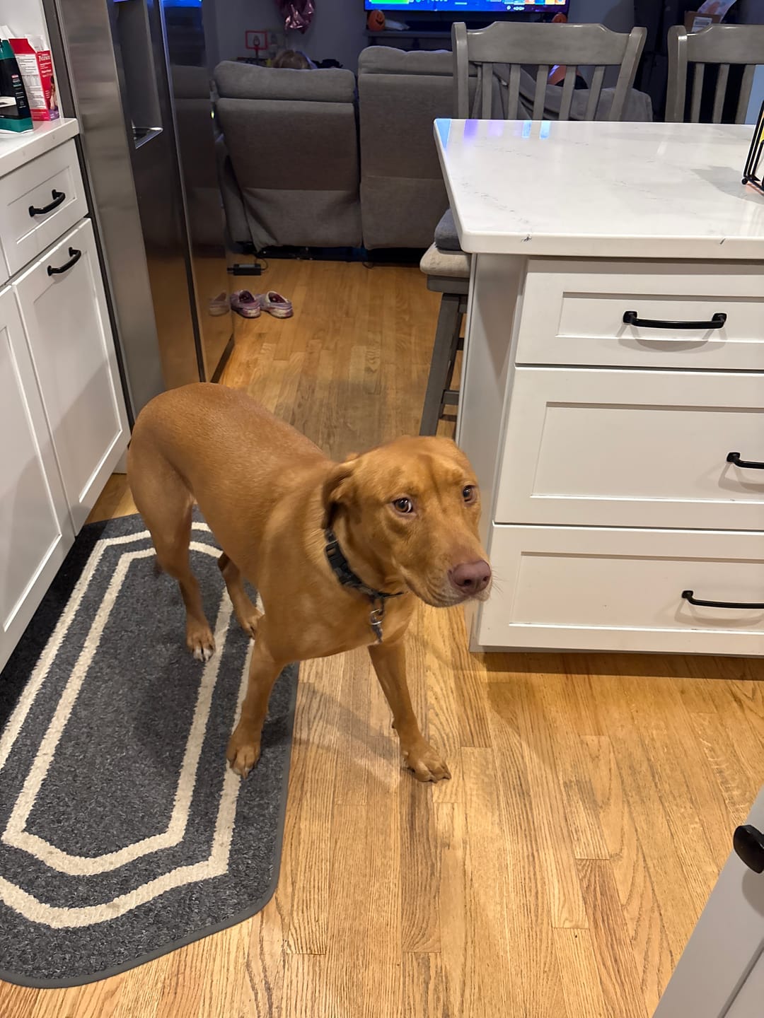 Customer photo review of Lolahemp Calming Chews
