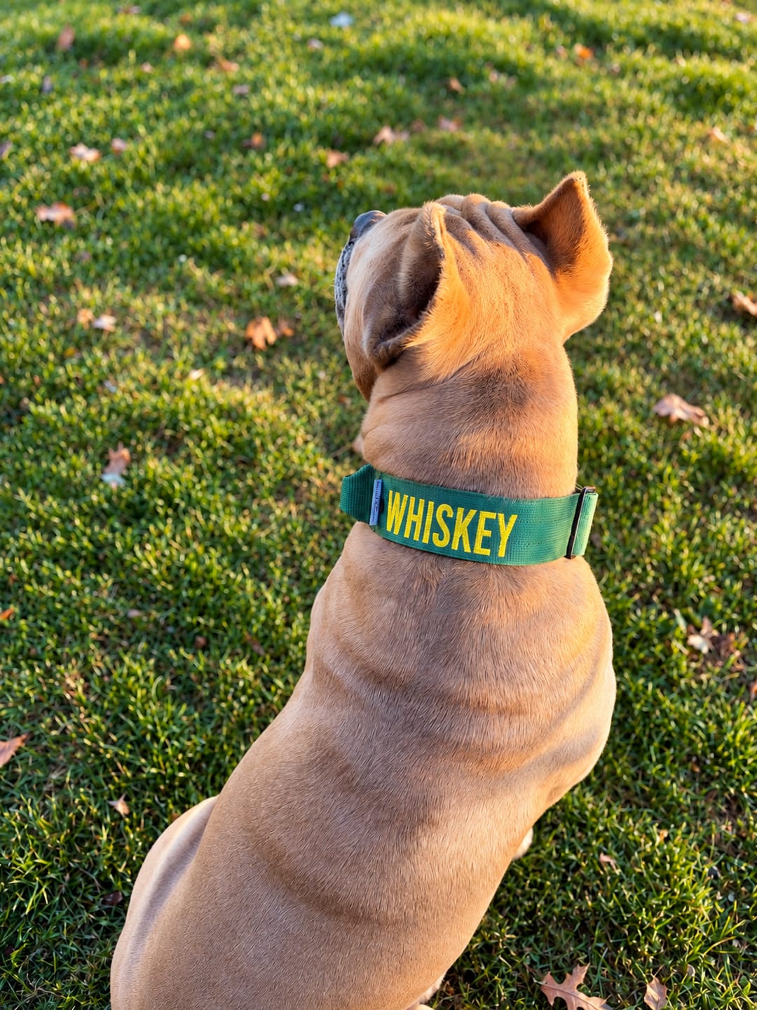 Customer photo review of Bully Proof Collar