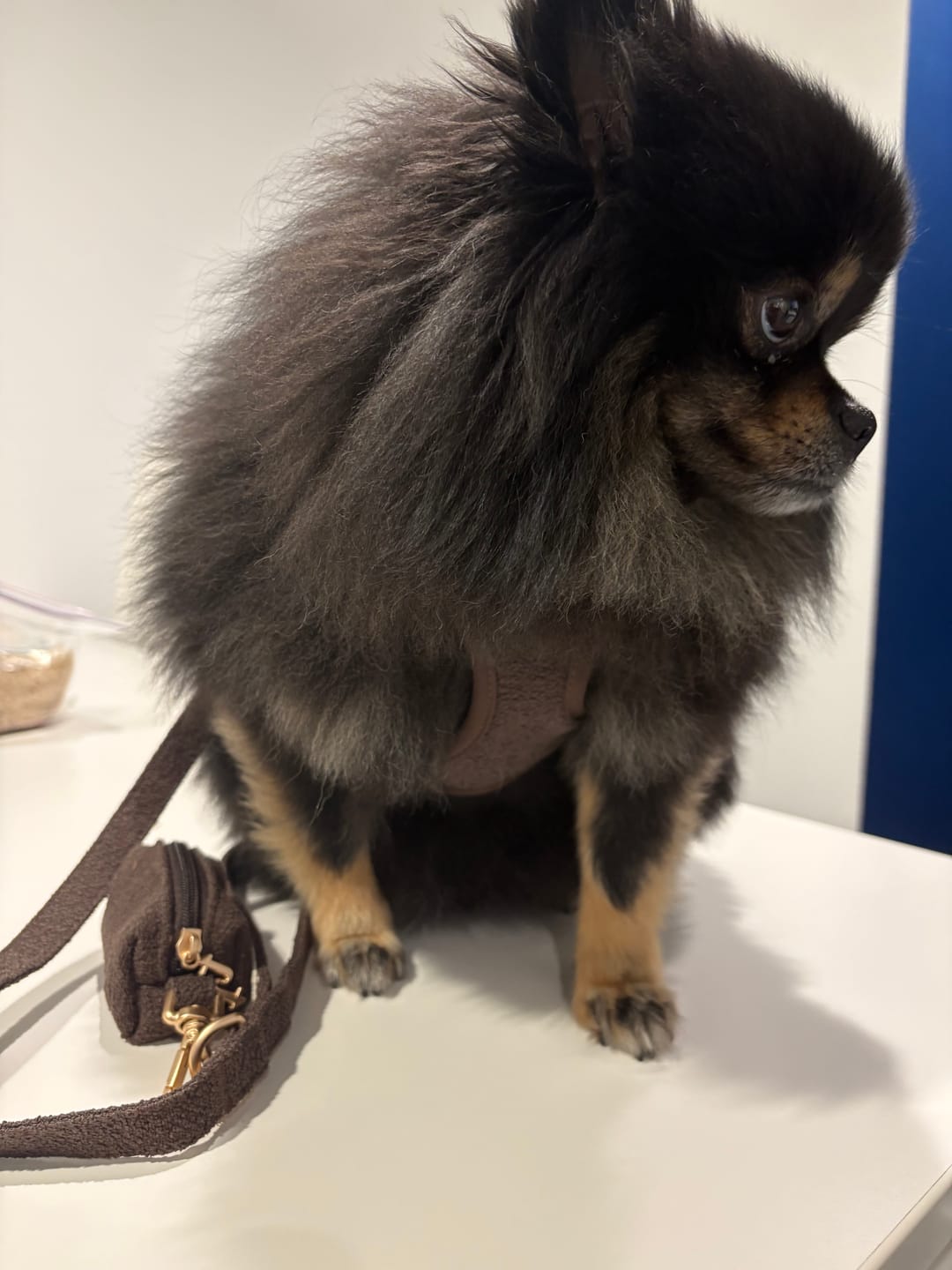 Customer photo review of Chocolate┃Bouclé Adjustable Harness