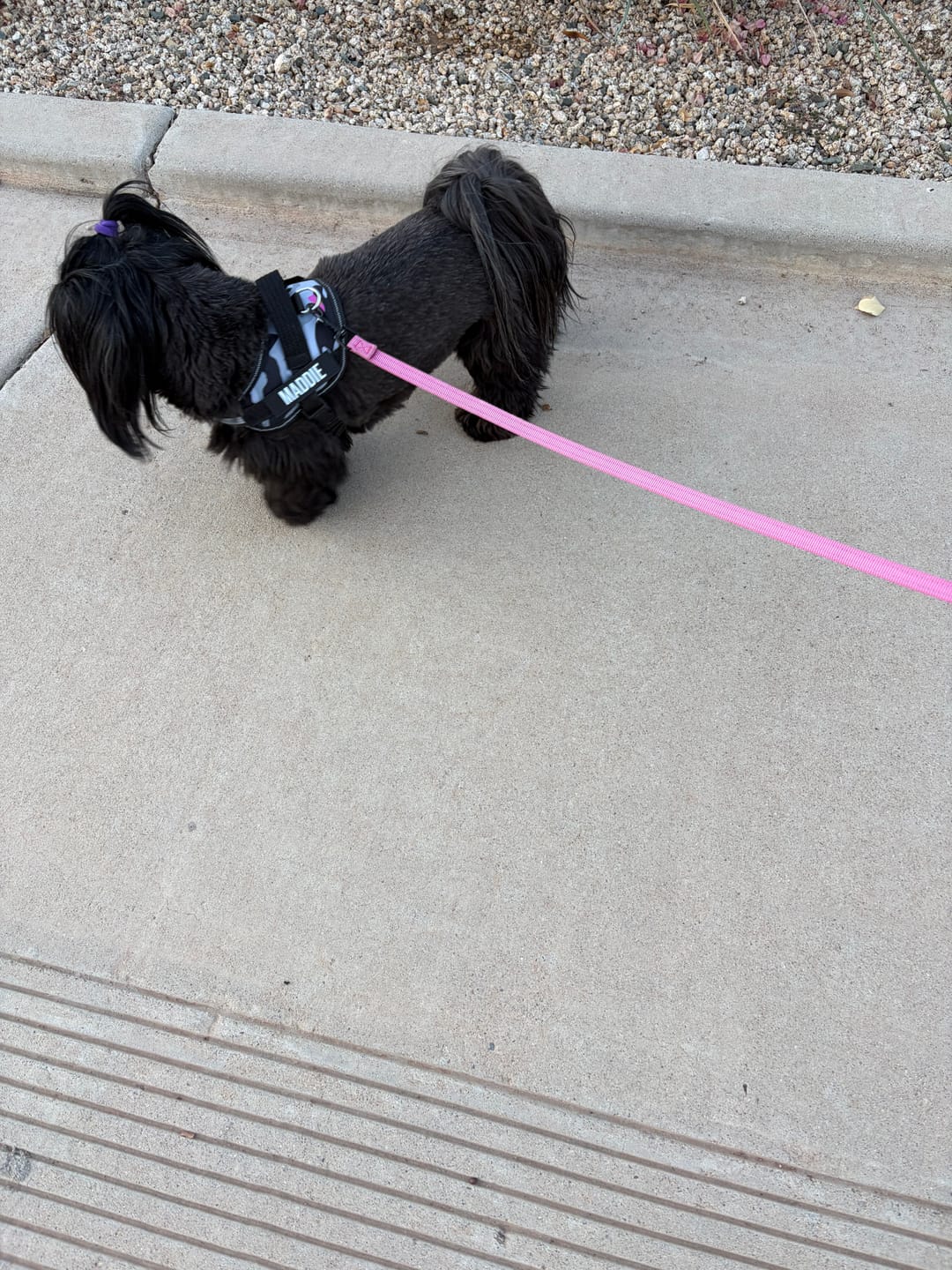 Customer photo review of Dogshood ™ No Pull Harness
