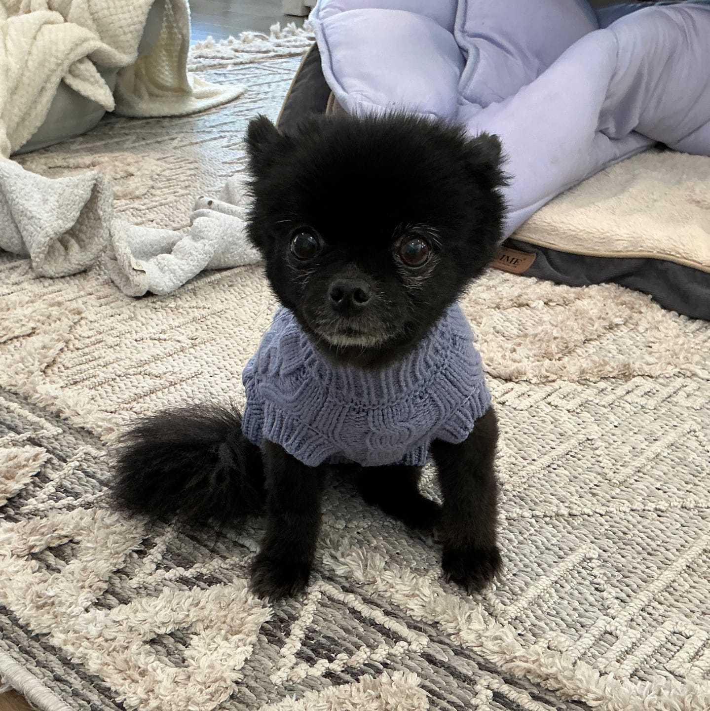 Customer photo review of Cable Knit Dog Sweater - Blue