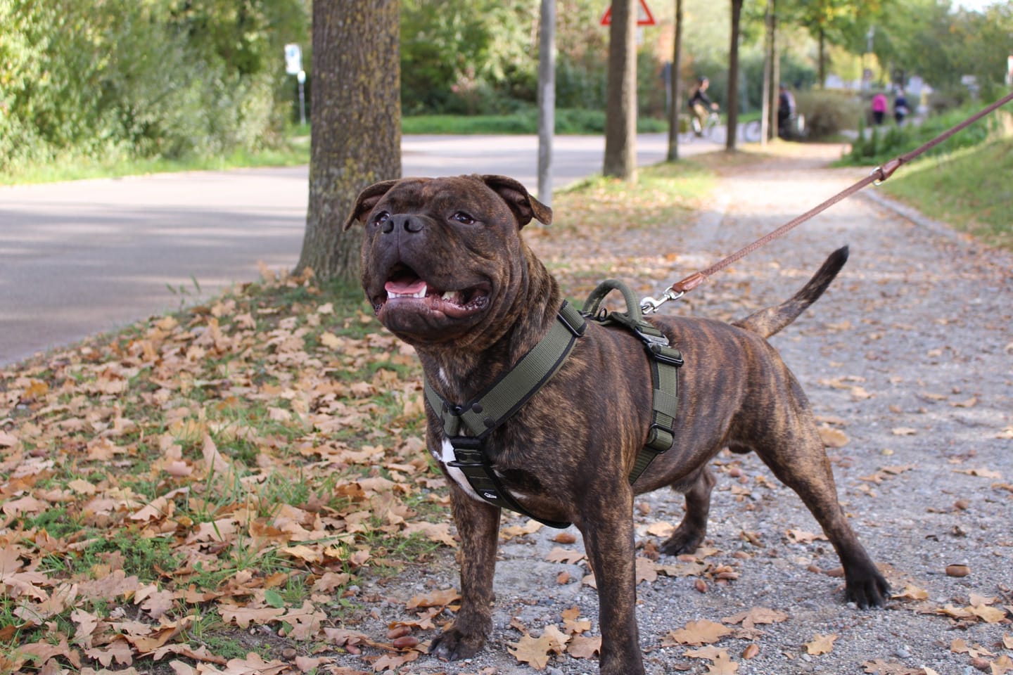 Customer photo review of Easy Walk Extreme Black Edition Khaki