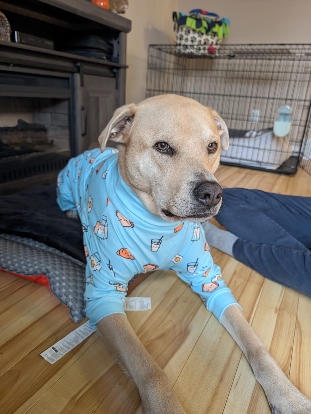 Customer photo review of Dog Pajama - Breakfast Blue